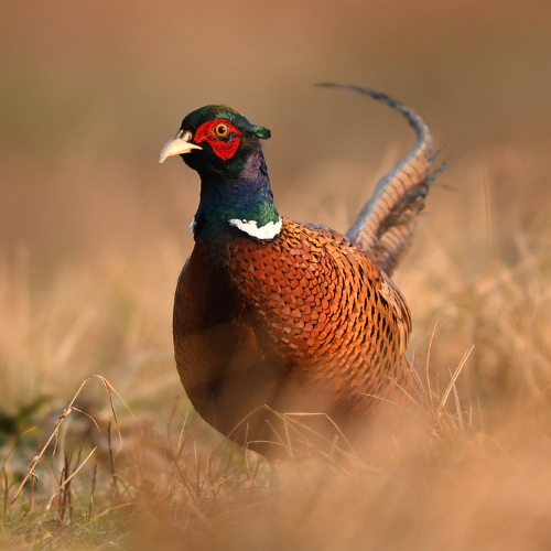 Baders Pheasant Hunting