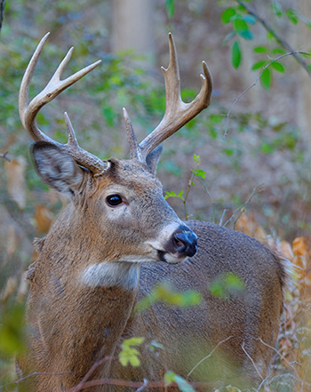 Deer Hunting at The Pines Resort