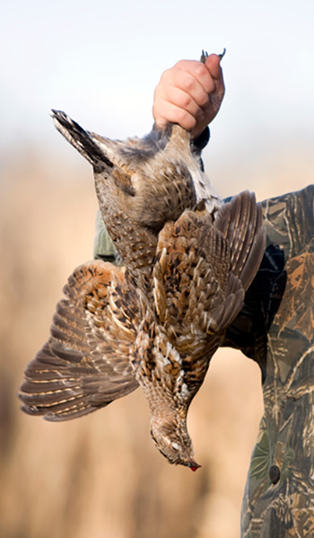 Grouse Hunting at The Pines Resort